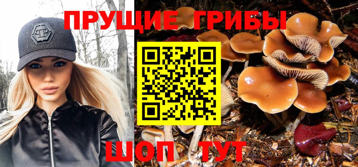 Галлюциногенные грибы Psilocybine cubensis Энгельс